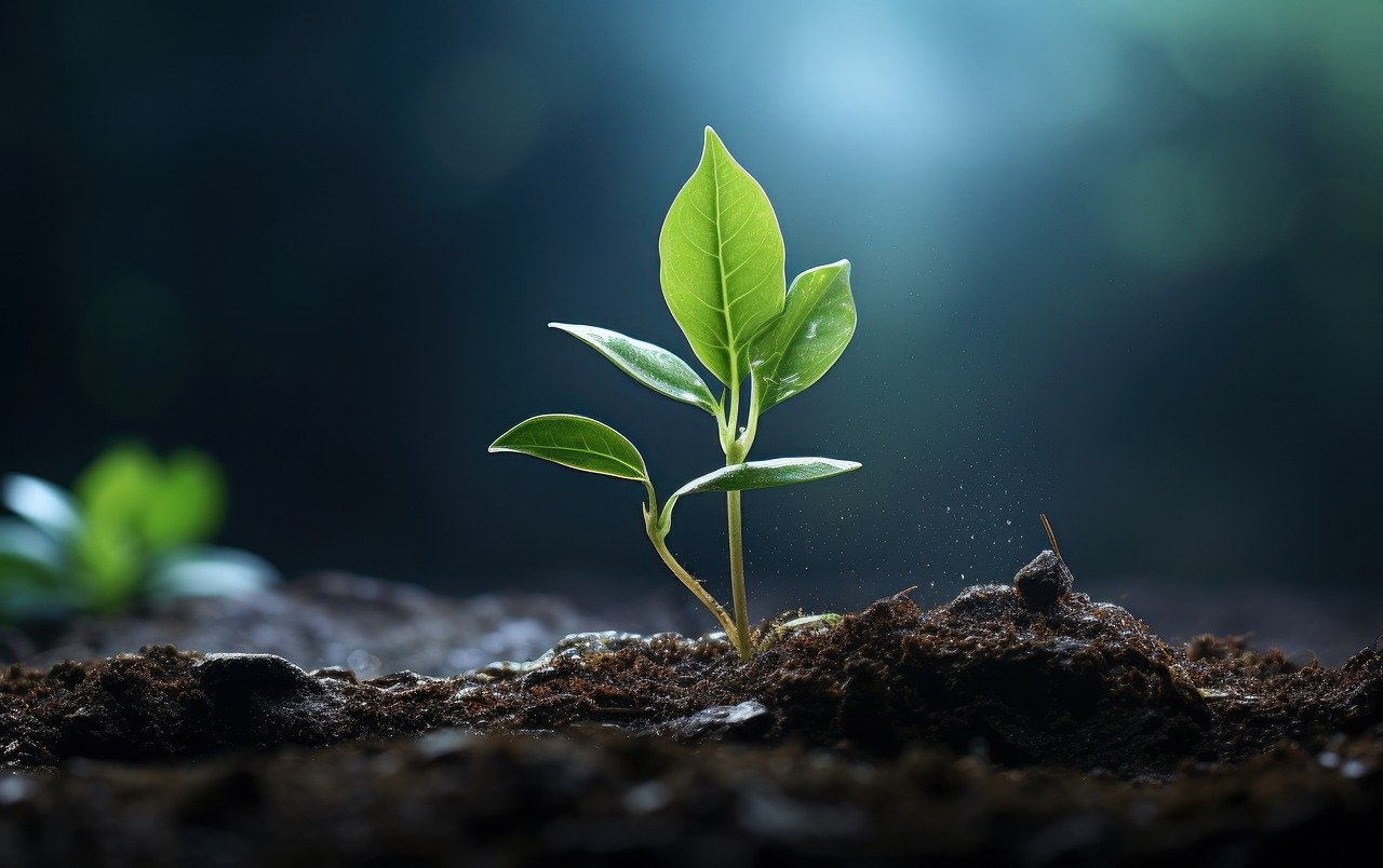 A growing plant symbolizes your growing business